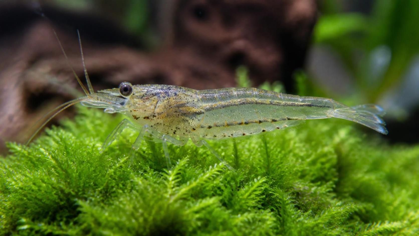 découvrez l'âge des crevettes bébé et apprenez comment en prendre soin efficacement pour assurer leur croissance et leur bien-être.
