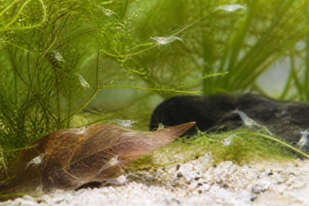 découvrez à quel âge les crevettes bébé atteignent différentes étapes de croissance et apprenez les meilleures méthodes pour en prendre soin efficacement.
